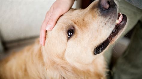 Rumah Duka Di Ohio Menawarkan Kenyamanan Anjing Bagi Keluarga Yang Berduka