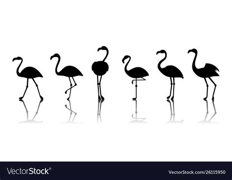 Black Flamingo Silhouettes Isolated On Royalty Free Vector
