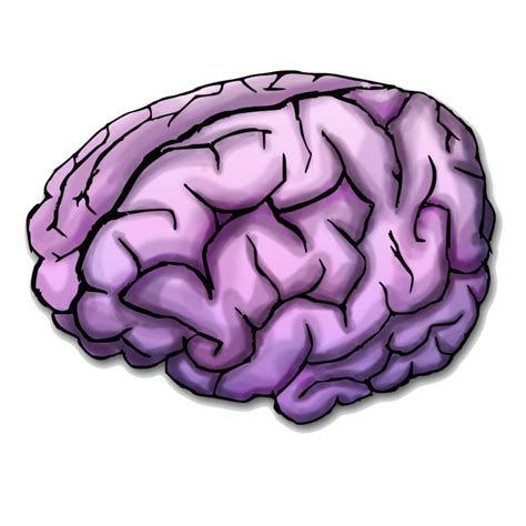Brain Png Transparent Image Download Size 920x653px