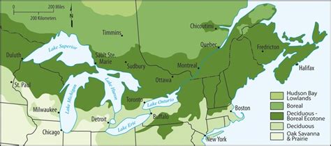 The Location Of The Deciduous Boreal Forest Ecotone In