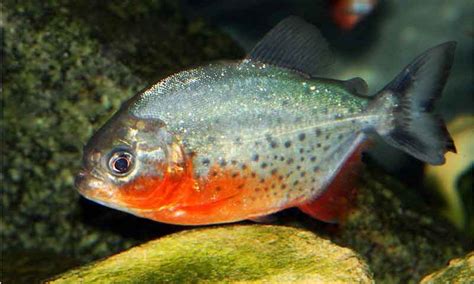 The Red Bellied Piranha Breed Info Facts In The Wild Guide
