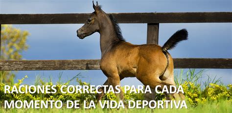 La Nutrición Para El Caballo En Crecimiento Horse1 Centro De