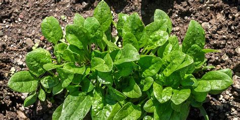 It's advised not to tuck spinach in a flower bed,. The Ultimate Spinach Growing Guide