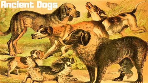 10 Most Ancient Dog Breeds On Earth P3 Youtube