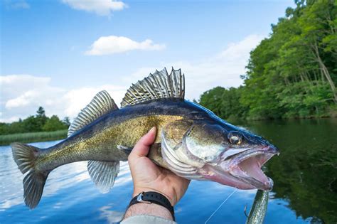 Walleye Fishing Rigs For Spring Summer & Fall - Top Rigs for 2024