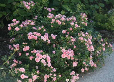 The beautiful flower with delicate, fragrant blossoms will appear in the spring and bloom for at least a month. Top Ten Shrubs for Containers and Small Gardens | Proven ...