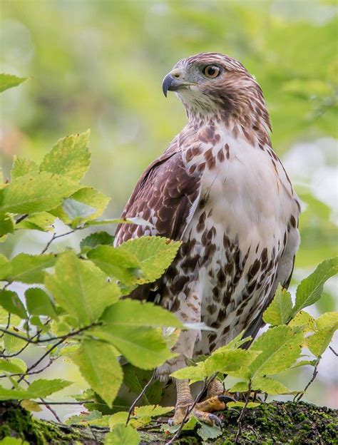 Birding In Central Park New York Usa In 2020 Bird Species Central