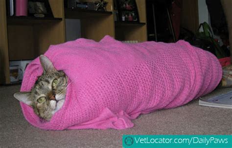 Adorable And Scrumptious Animals Wrapped Like Burritos Daily Paws