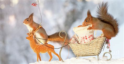 Red Squirrels Are Sitting On A Sled And On A Deer Photograph By Geert Weggen Fine Art America