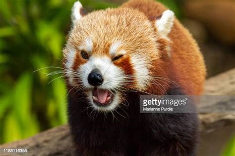 Why Are Red Pandas Endangered Photos And Premium High Res Pictures