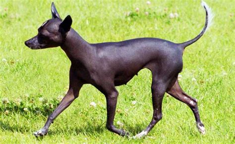 In three simple steps—activate, swab, and mail—you can determine your dog's inherited breeds. Toy-Mexican-Hairless-Dog | Primitive Dogs