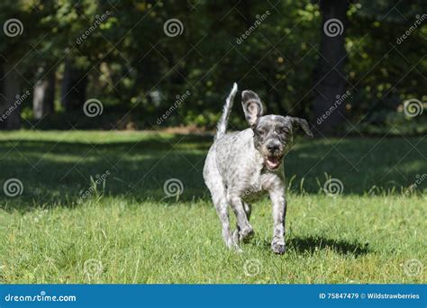 Dog Running Through The Field Of Grass In The Park Stock Image Image