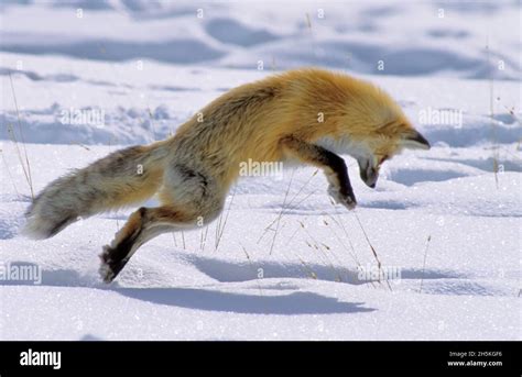 A Red Fox Vulpes Vulpes Hunting For Mice And Other Rodents Leaps Into