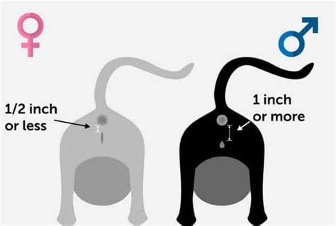 How To Know Whether A Cat Is Male Or Female Cat Lovster
