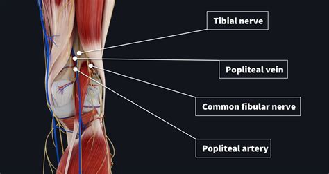 Poplitial Fossa Muscle Anatomy