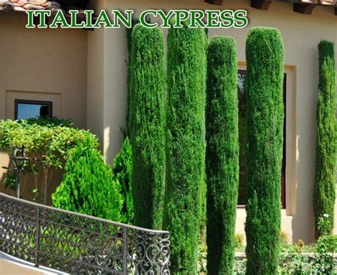 Italian Cypress Tree Seeds Cupressus Sempervirens Also Know Astuscan