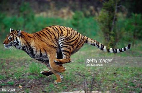 Tiger Run Photos And Premium High Res Pictures Getty Images