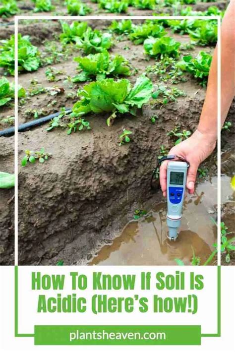How To Know If Soil Is Acidic Heres How Plants Heaven