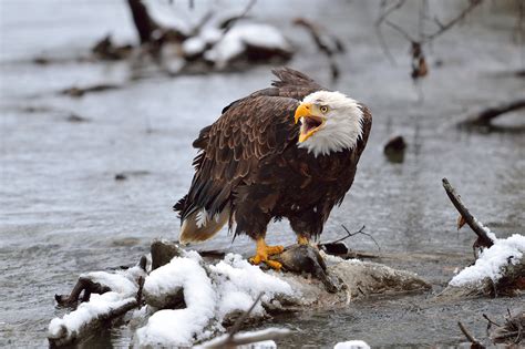 Bald Eagle Behavior In The Chilkat Bald Eagle Preserve Aj Harrison