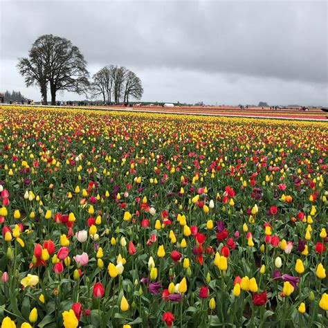 Show Off At The Tulip Festival In Oregon About 30 Mins Outside