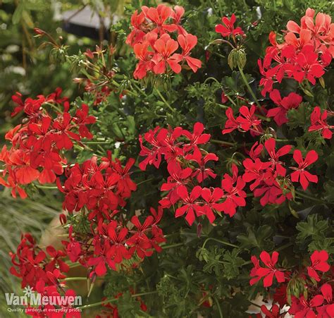 Geranium Decora Red Van Meuwen