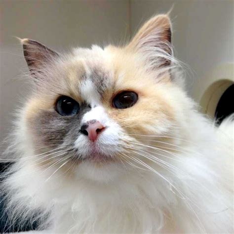 Meow Meow Female Ragdoll Cat In Vic Petrescue