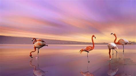 Bird Sunset Flamingo Flamingos Beach Sunset Clouds 4k Greater Sky