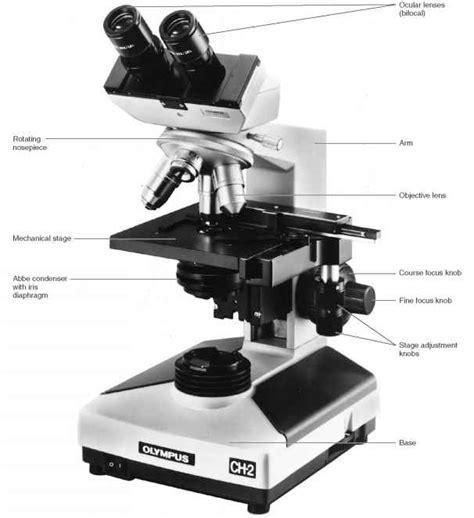 Compound Light Microscope Parts And Functions Worksheet Micropedia