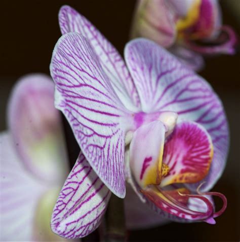 Orkidé — Steemit