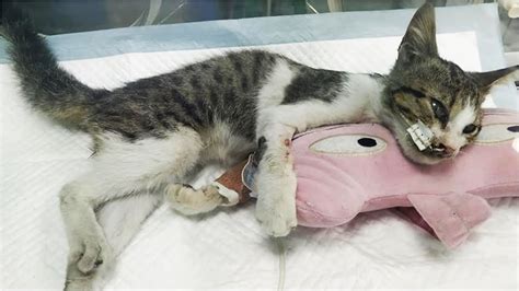 Rescue Poor Stray Kitten Who Was Left With Seriously Injured After