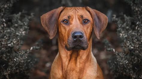 Rhodesian Ridgeback Dog Breed Information Facts Traits And More