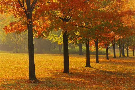 10 Maple Trees for Best Fall Color