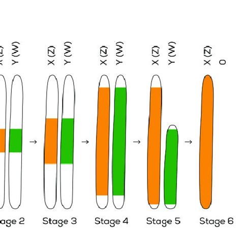 Sex Chromosome Evolution Following Six Stages 1 Origin Of A