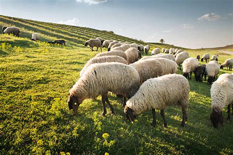 Sheep Grazing Stock Photos Pictures And Royalty Free Images Istock