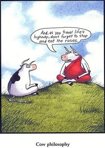 Who Knew Cows Could Be So Funny 18 Comic Strips Cows Funny The