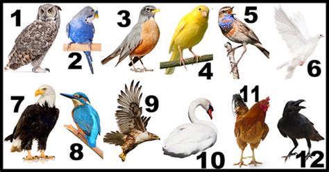 What Does Your Birth Month Bird Say About You Month Animals Birth