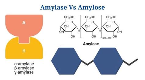 Amylase Vs Amylose Definition Differences Example Phd Nest
