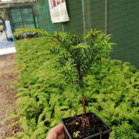 Pot Grown Taxus Baccata English Native Yew Hedge Scotplants Direct Uk