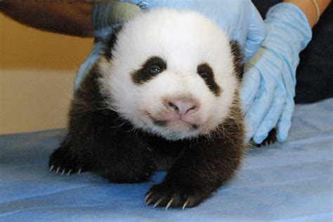 Panda Watch Waiting Game Begins As Us National Zoos Mei Xiang Is