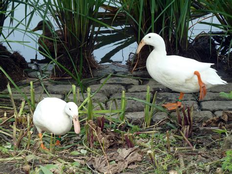 White Ducks At A Pond Free Stock Photo Public Domain Pictures