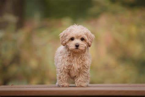 Brown Maltipoo Pictures Facts And History