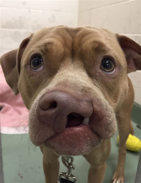 Dog With Cleft Palate Adopted By Shelter Volunteer