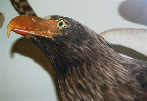 Birdofprey0001 Free Background Texture Bird Prey Beak 20208 Brown