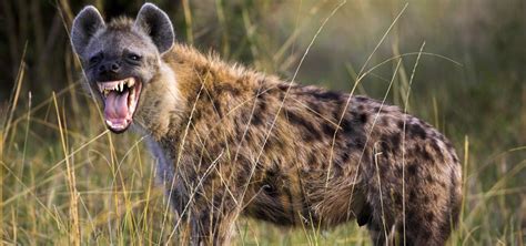 Hyenas Nature Pbs