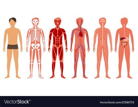 Cartoon Color Human Body Anatomy Set Royalty Free Vector