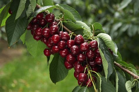Canada Bc Tree Fruits Forecasts Record Cherry Season