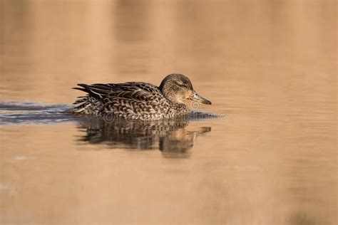 Common Teal Teal Anas Crecca Stock Photo Image Of Winged Teal