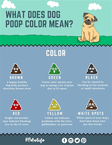 What Does My Dogs Poop Color Mean