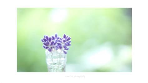 Wallpaper Purple Violet Lavender Spring Flower Flora Petal