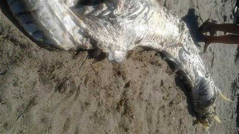 Mysterious Horned Sea Monster Washes Ashore In Spain Art Bell